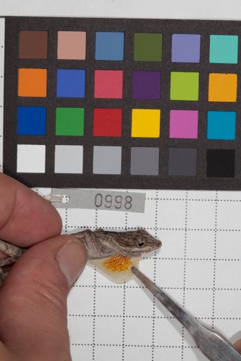 Media type: image;   Herpetology R-190580